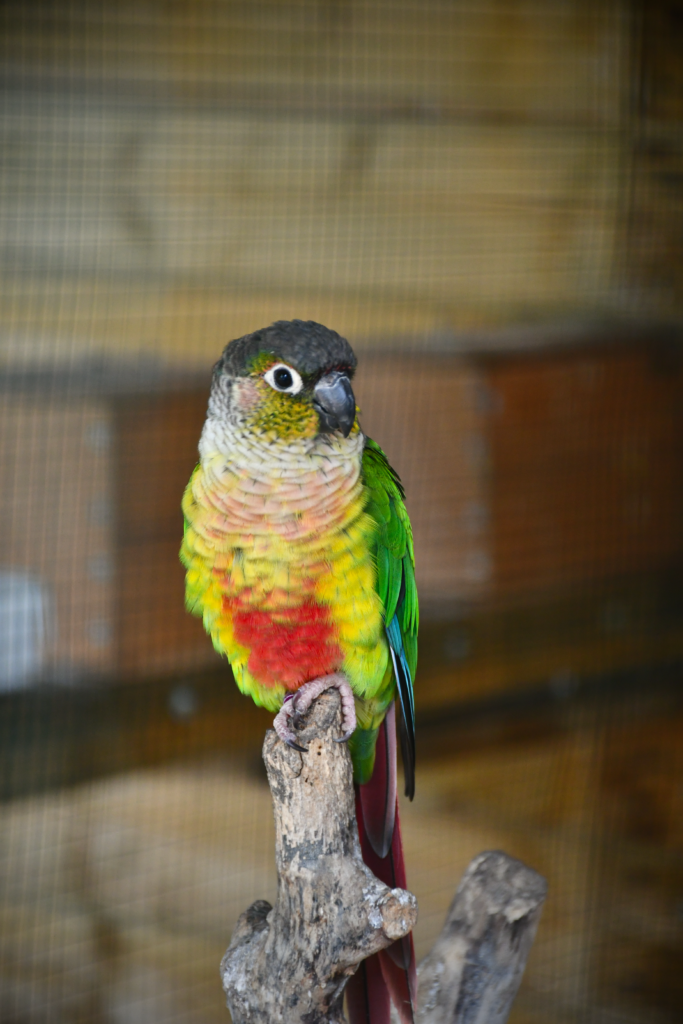 Conure de molina