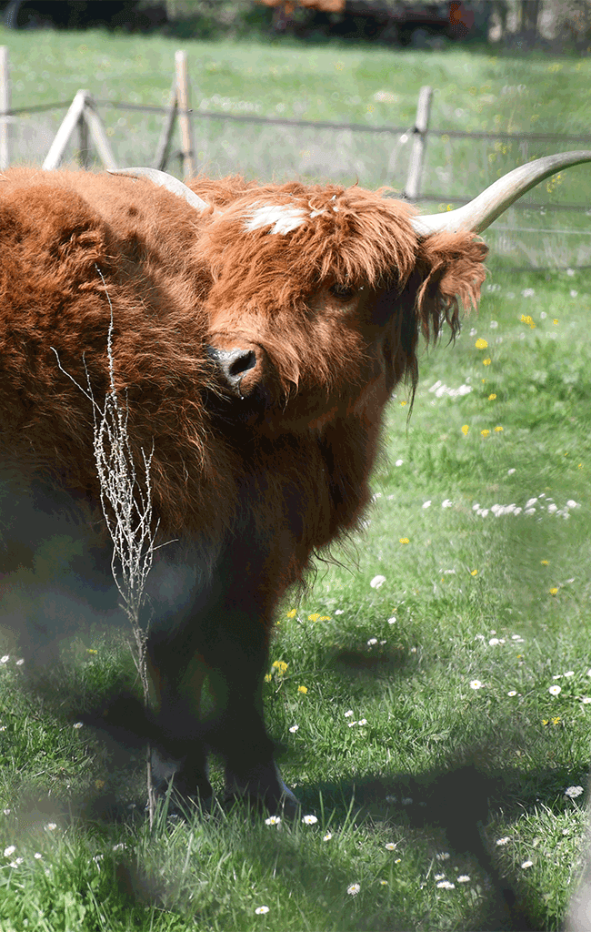 vache highland