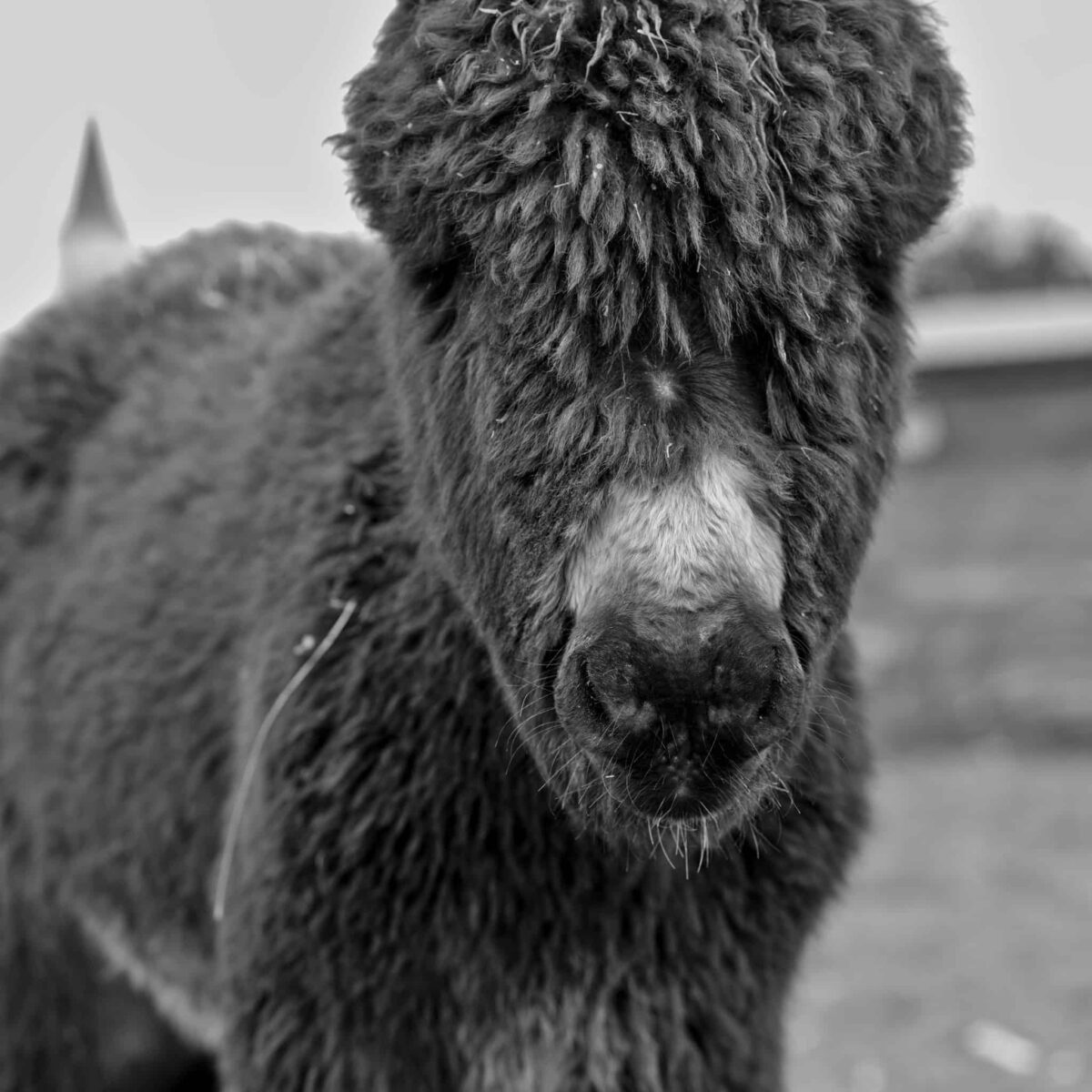 Newton, bébé Baudet du Poitou