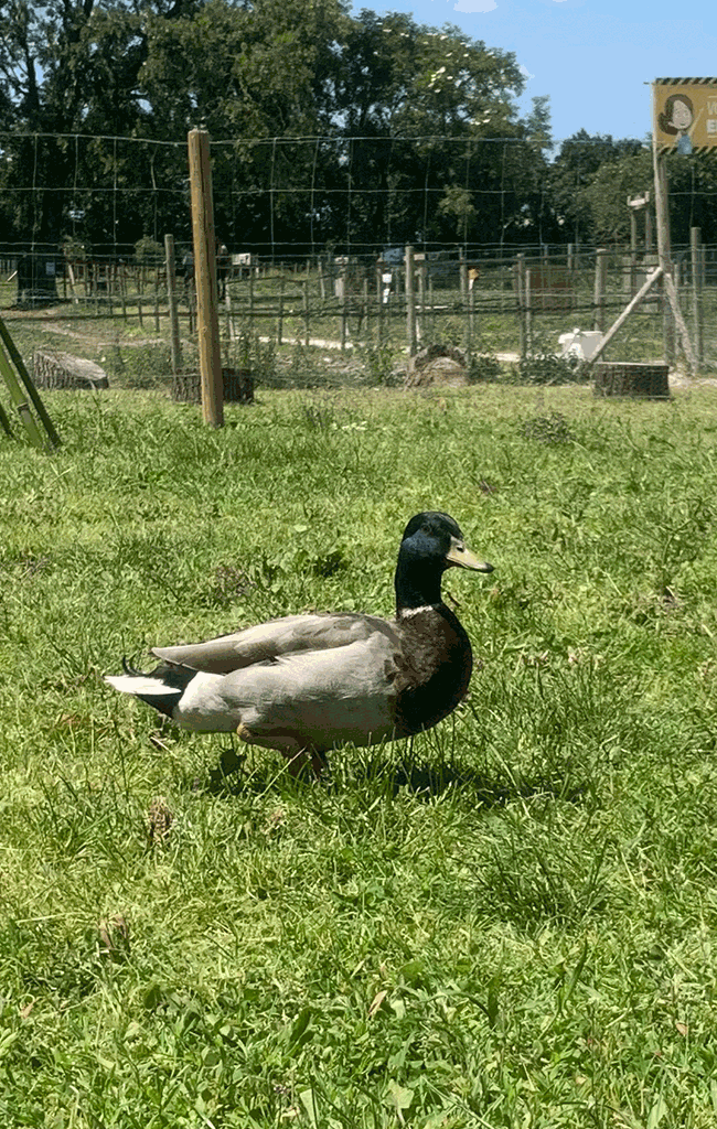 canard colvert