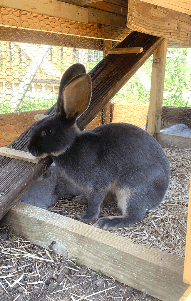 lapin chevre