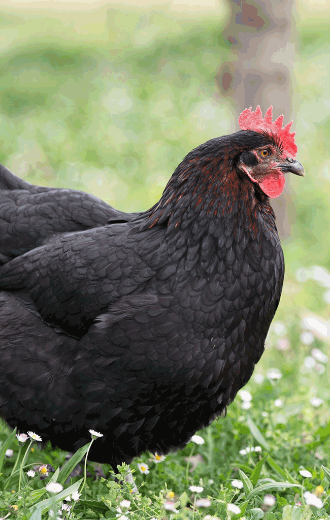 poule de marans