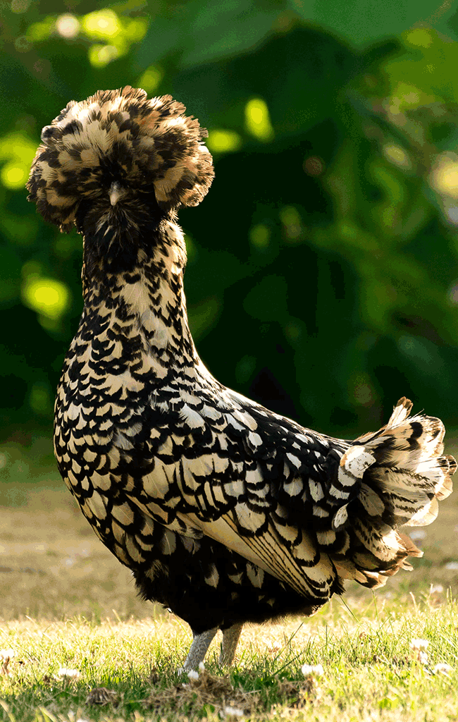 poule de padoue