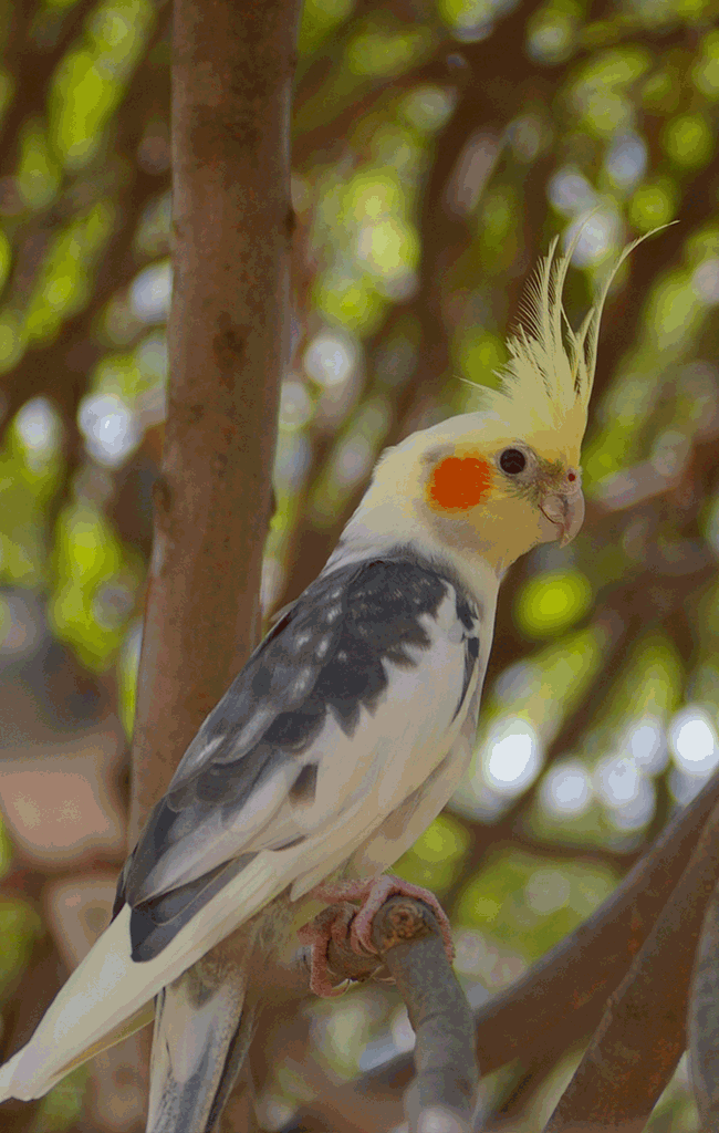 calopsitte elegante