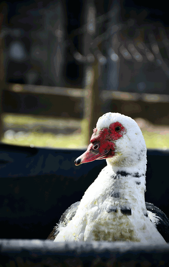 canard de barbarie