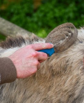 Jeune adulte entrain de brosser un âne gris de Provence dans le Marais Poitevin, au départ d'une Rando'Âne